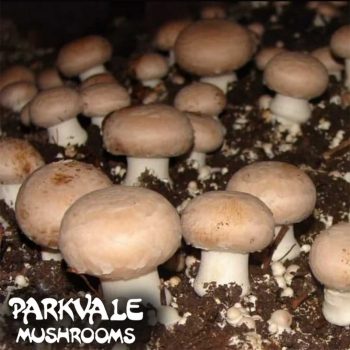 Parkvale mushrooms